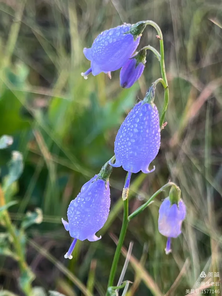 北方的长柱沙参